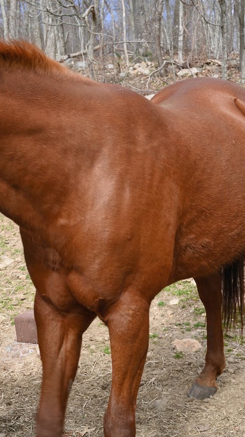 有关动物, 原本, 哺乳动物的免费素材视频