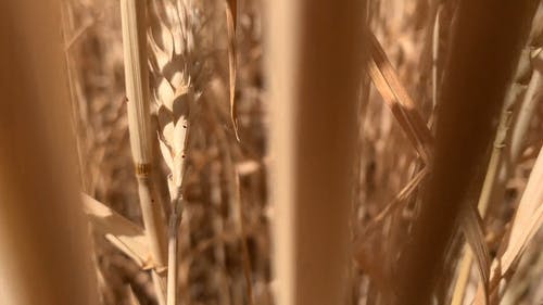 有关乾燥, 小麦, 户外的免费素材视频