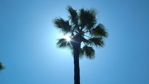 有关和平的, 夏天, 多风的免费素材视频