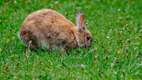 有关兔子, 动物, 吃的免费素材视频