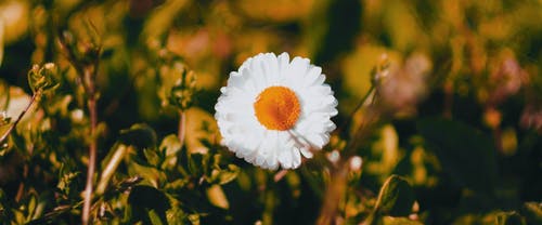 有关4k视频, 宏观, 植物群的免费素材视频
