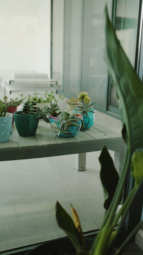 有关仙人掌, 仙人掌植物, 光的免费素材视频