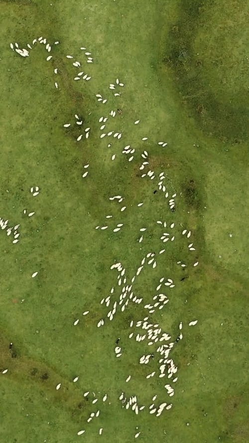 有关一群动物, 俯视图, 垂直视频的免费素材视频