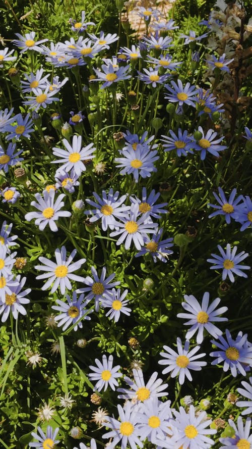 有关垂直视频, 特写, 紫色的免费素材视频