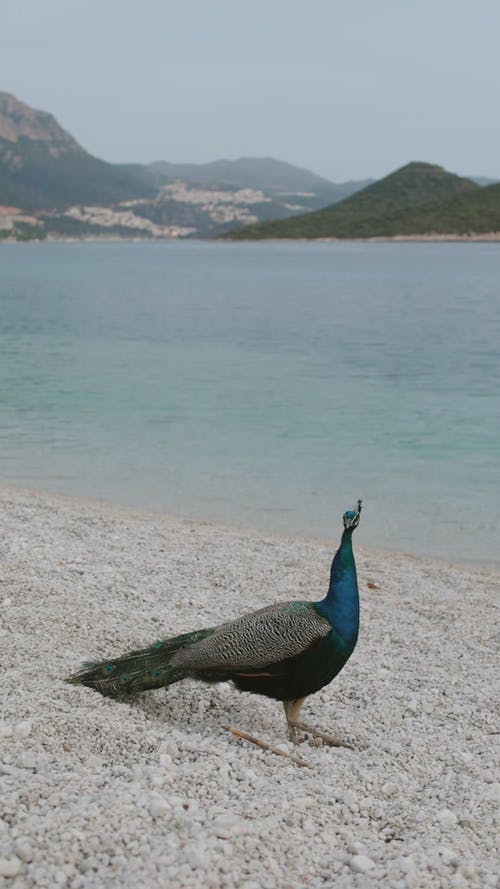 有关假期, 垂直视频, 夏天的免费素材视频