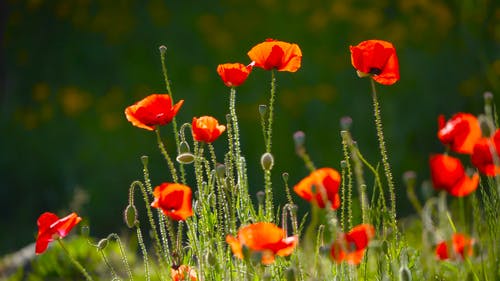 有关天性, 户外, 漂亮的免费素材视频