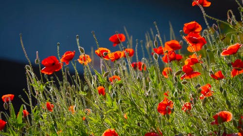 有关天性, 户外, 漂亮的免费素材视频