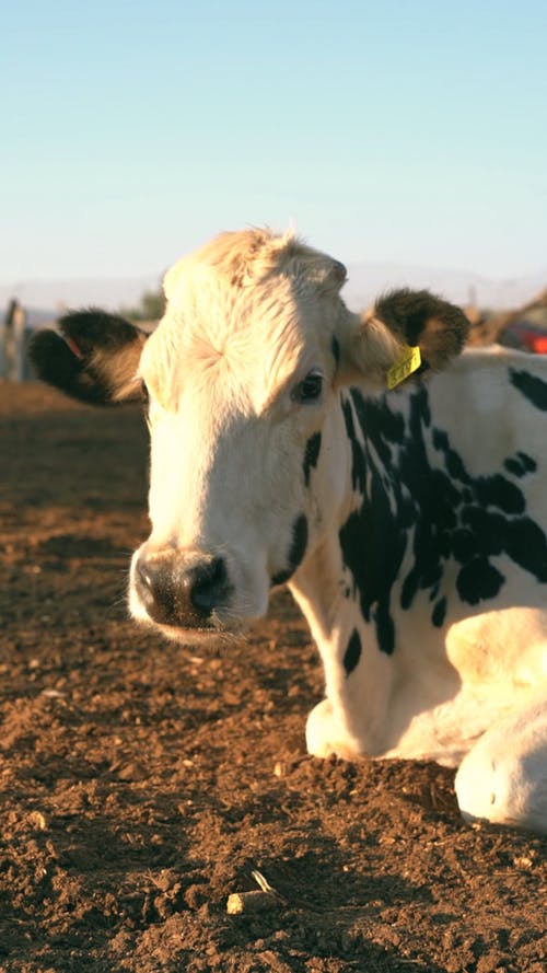 有关农业用地, 动物, 垂直视频的免费素材视频