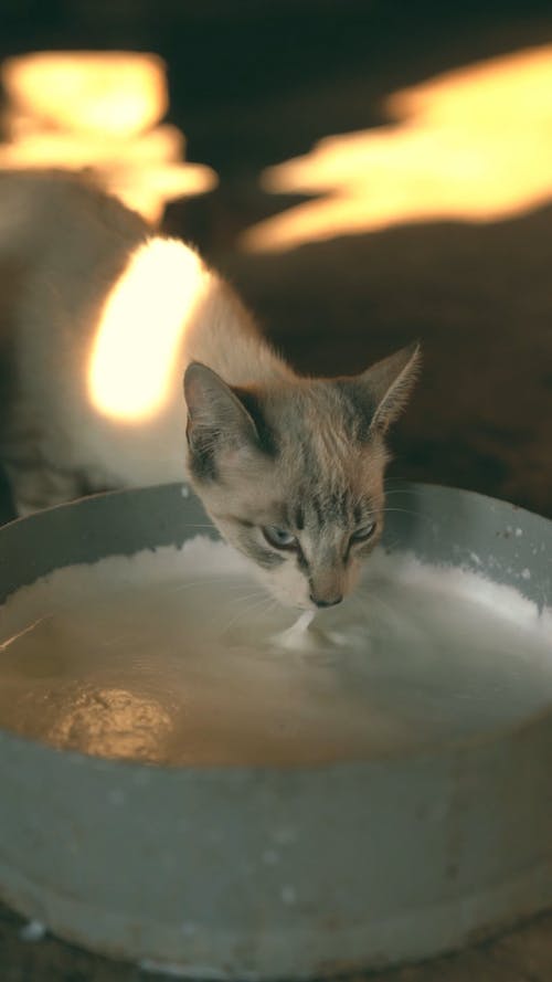 有关动物, 哺乳动物, 垂直视频的免费素材视频