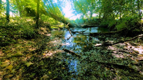 有关天性, 小河, 小溪的免费素材视频