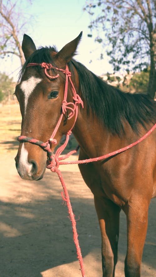 有关哺乳动物, 垂直视频, 棕色的免费素材视频