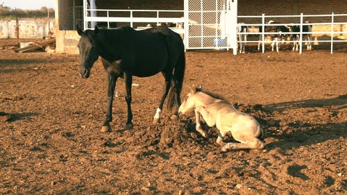 有关小马, 户外, 日光的免费素材视频