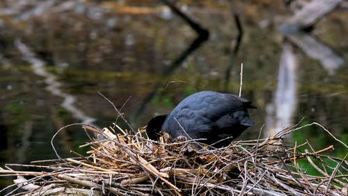有关@户外, 天性, 定居的免费素材视频