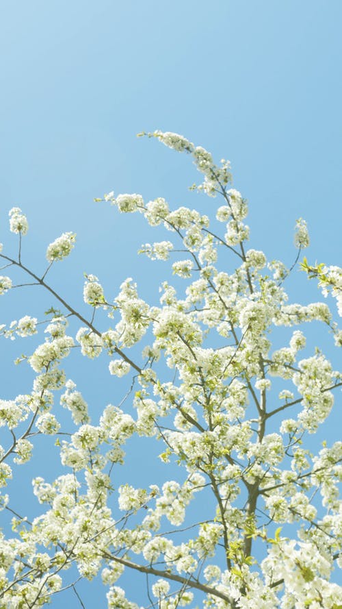 有关低角度视图, 分公司, 垂直视频的免费素材视频