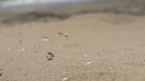 有关小行星, 岸边, 棘皮动物的免费素材视频