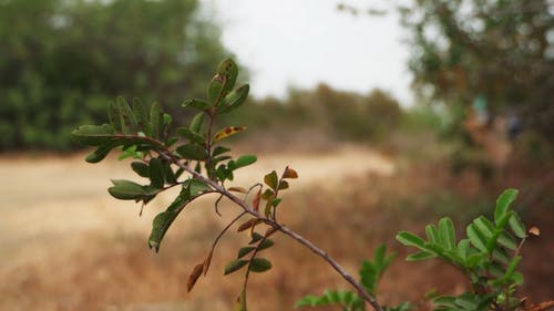有关冒险, 夏天, 天性的免费素材视频