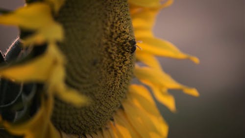 有关4k, 夏天, 弹簧的免费素材视频