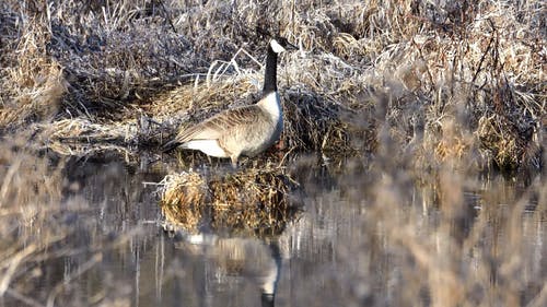 有关干草, 步行, 水的免费素材视频