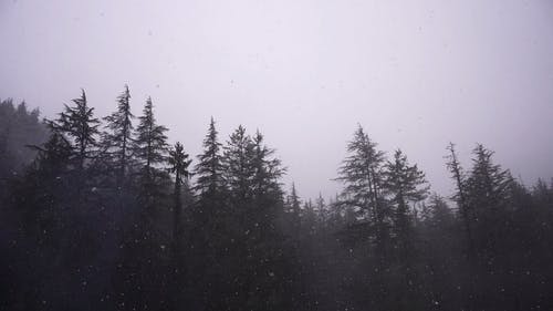 有关下雪, 冬季, 冰的免费素材视频