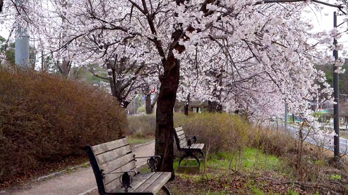 有关天性, 户外, 树木的免费素材视频