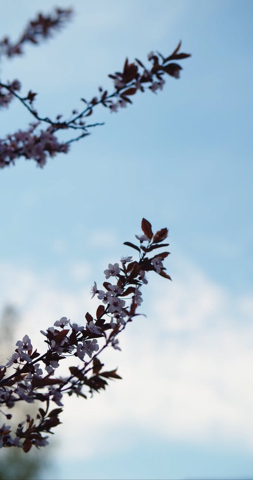 有关分公司, 垂直视频, 天性的免费素材视频