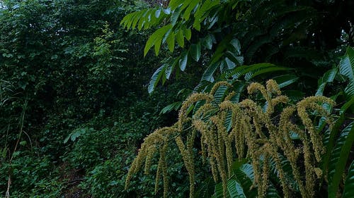 有关下雨, 下雨天, 天性的免费素材视频