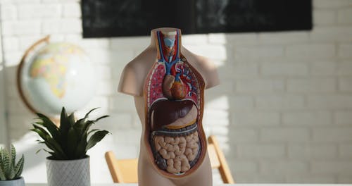 有关人类, 假人模特儿, 内部的免费素材视频