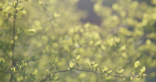 有关天性, 植物, 模糊的背景的免费素材视频