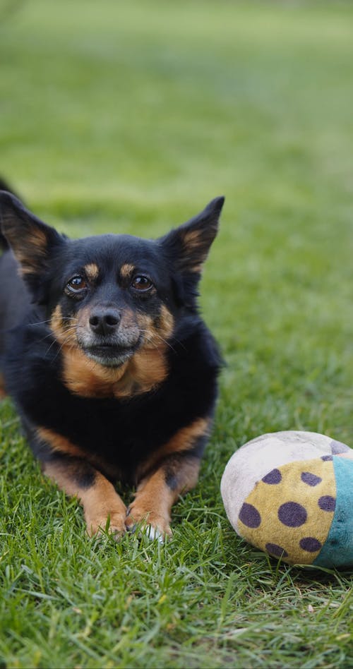 有关@户外, 叫声, 垂直视频的免费素材视频