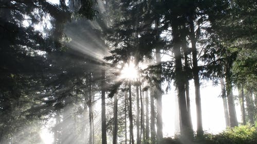 有关偷看, 剪影, 天性的免费素材视频