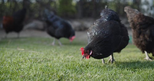 有关动物, 吃, 奥平顿鸡的免费素材视频