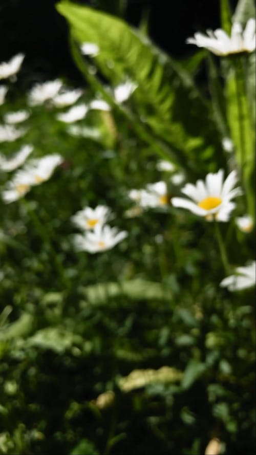 有关垂直视频, 户外, 植物群的免费素材视频