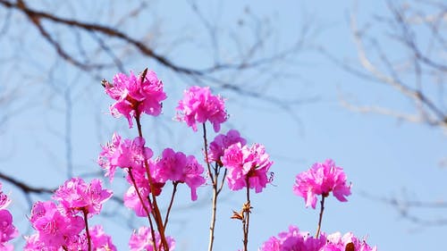 有关户外, 植物群, 模糊的免费素材视频