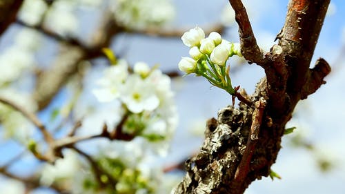 有关户外, 植物群, 模糊的免费素材视频