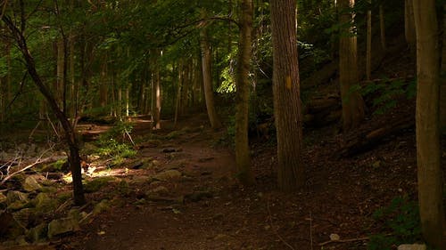 有关夏天, 天性, 户外的免费素材视频
