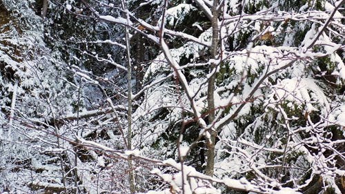 有关下雪的, 下雪的天气, 冬季的免费素材视频