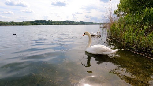 有关动物,天鹅,水的免费素材视频