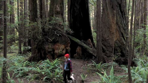 有关伴侣, 女人, 家畜的免费素材视频