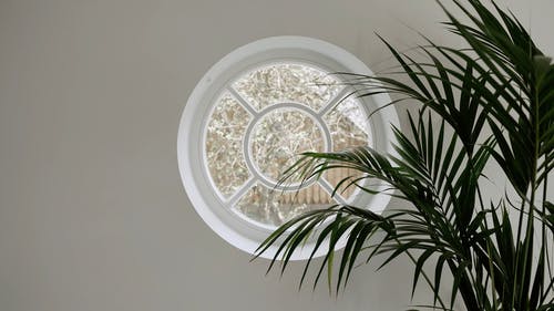 有关圆, 圆形的, 室内植物的免费素材视频