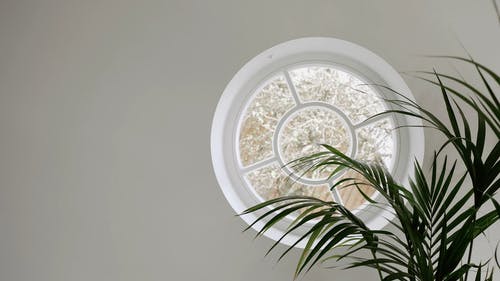 有关圆, 圆形的, 室内植物的免费素材视频