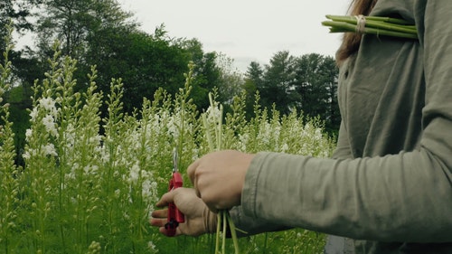 有关人,切割,剪刀的免费素材视频