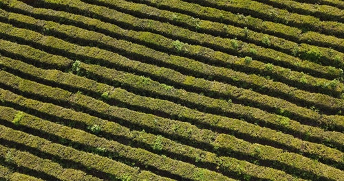 有关下田,农业领域,快速运动的免费素材视频