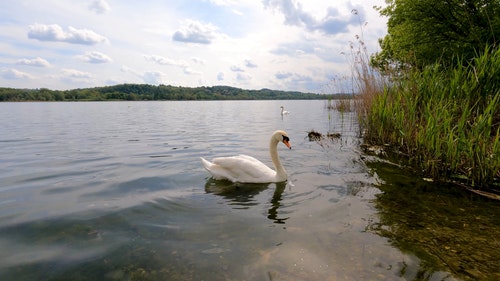 有关动物,天鹅,水的免费素材视频