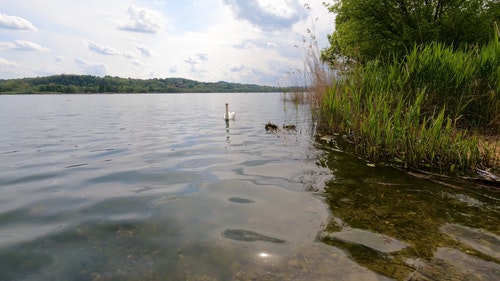 有关动物,天鹅,水的免费素材视频