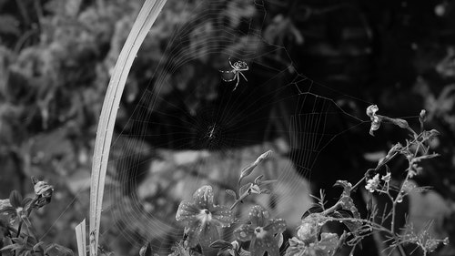 有关Web,互联网,昆虫的免费素材视频