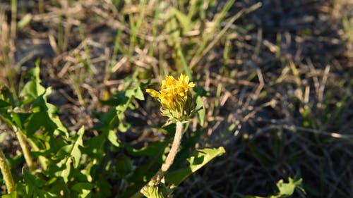 有关延时摄影, 植物群, 特写的免费素材视频