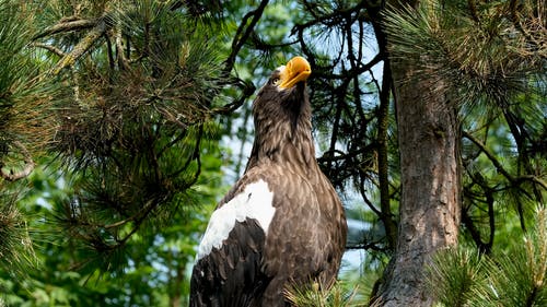 有关accipitriformes, 动物, 斯特勒斯海鹰的免费素材视频