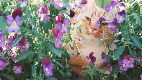 有关可爱, 可爱的, 坐的免费素材视频