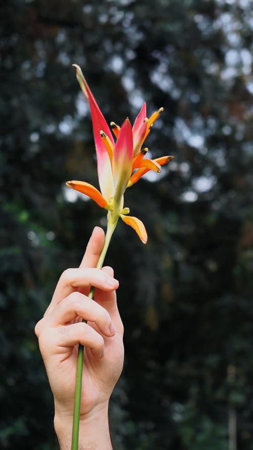 有关垂直视频, 手, 握住的免费素材视频