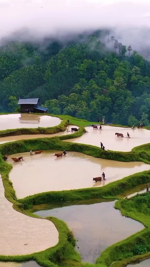 有关carabaos,下田,农民的免费素材视频